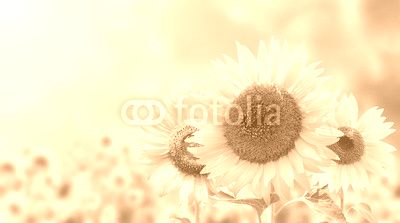 Sunflowers on blurred sunny background