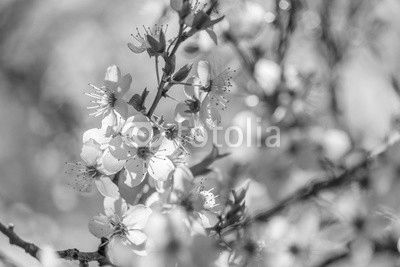 Apple blossoms