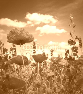 Summer wildflowers and clouds