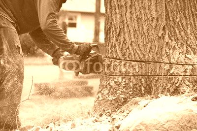 working man cutting tree trunk with chainsaw in residential area