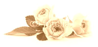 Beautiful pink roses.