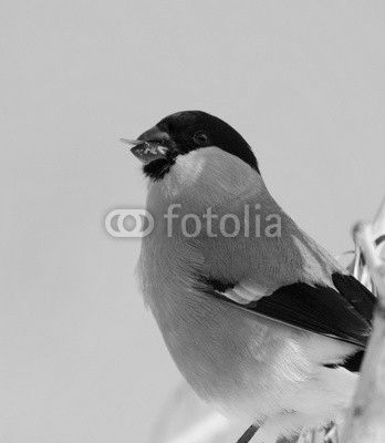 Bullfinch on branch of maple
