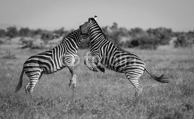 Two fighting Zebras in the grassland, jumping, Kruger National Park, South Africa