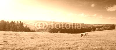 Summer landscape with green grass and cow.