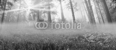 Radiance misty forest