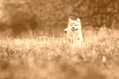 Puppy of akita in spring time 