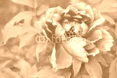 Beautiful pink peony