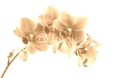 Orchid