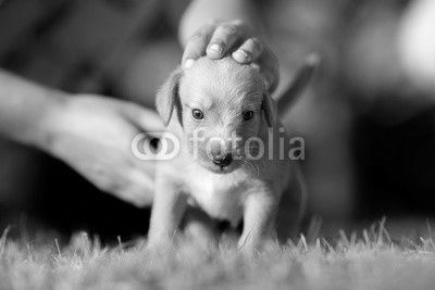 Adopt a dog - Small yellow adopted pet in new garden