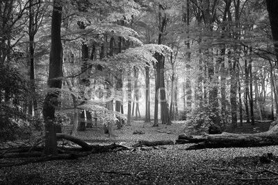 Walkway in a spring forest in the Netherlands
