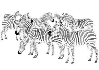 Farbenfrohe Zebras