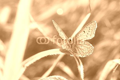 Motyl
