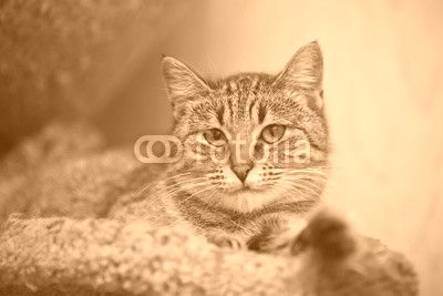 Portrait of the striped lying cat.