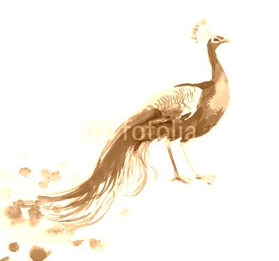 Watercolor sketch of a peacock