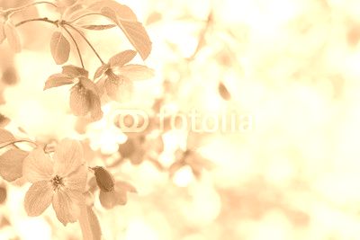Spring flower