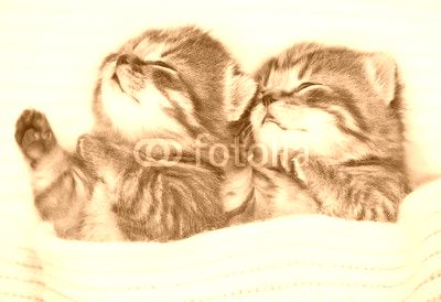 Two sleeping baby kitten