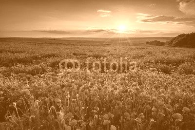 Poppy field at sunset