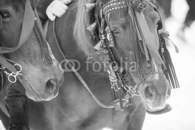 Horses and red ribbons