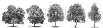 Set trees maple, oak, birch, chestnut. Isolated objects