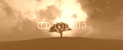 sunset and tree