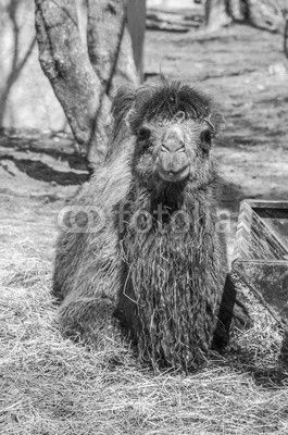 Bactrian camel 