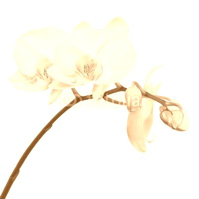 Three day old white orchid isolated on white background.