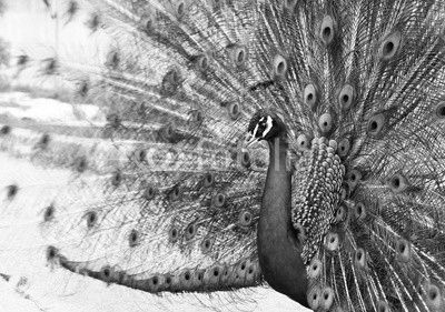Close up of peacock showing its beautiful feathers
