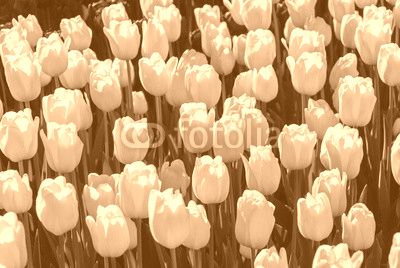 Red tulips. Beautiful bouquet of tulips. colorful tulips.