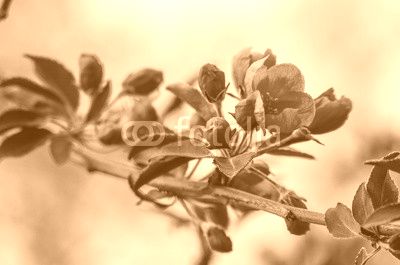 Apple tree branch with red flowers