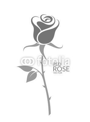Rose.  Red flower on white background