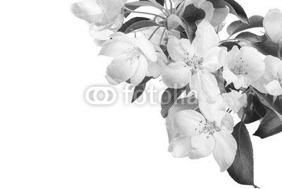 Apple blossom brunch_6