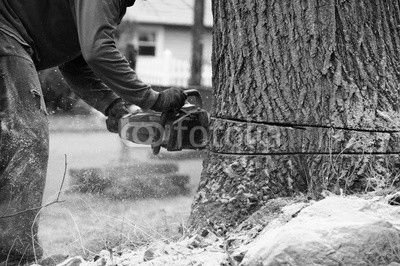 working man cutting tree trunk with chainsaw in residential area