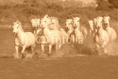 running horses
