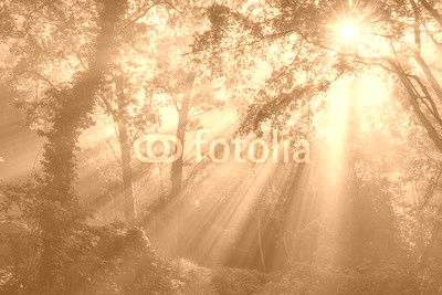 The Forest of Heaven