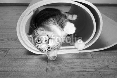Kitten lying on a yoga mat, fitness