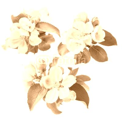 Apfelblüten