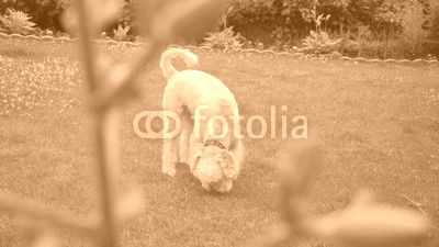 White Labradoodle sniffing. Dog sniffing green grass. Dog looking down. Smart dog searching. White puppy searching outside. Lovely pet on green lawn