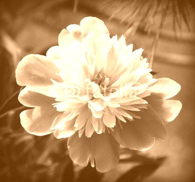 Pink peony