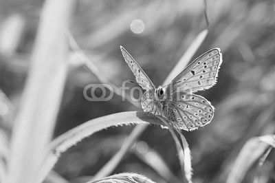 Motyl