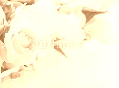 Closeup of white roses
