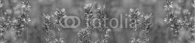 aromatic lavender grows on the field