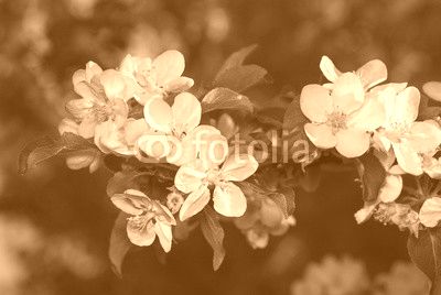 Apple flowers