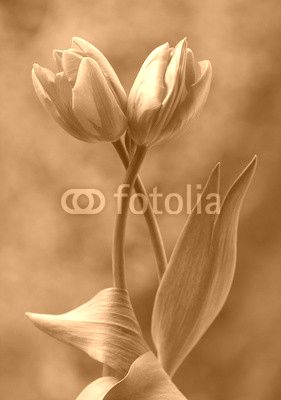 Tulipany