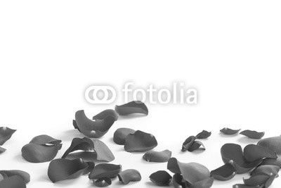 red rose petals on white background, abstract photo