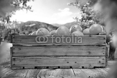 orange fruits 