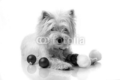 west highland white terrier on sled between christmas decoration, white background