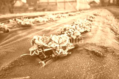 Strawberry plants frost