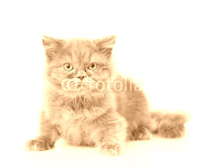 Scottish highlander cat looking at camera. isolated on white background