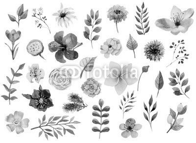 Watercolor floral elements set