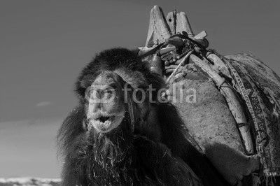 brown camel closeup